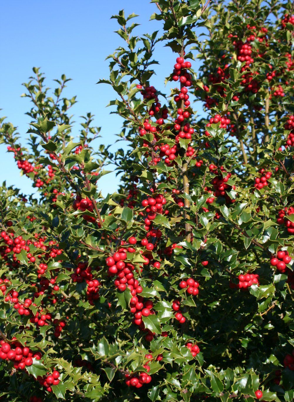 Ilex Red Beauty Holly for sale in Lebanon