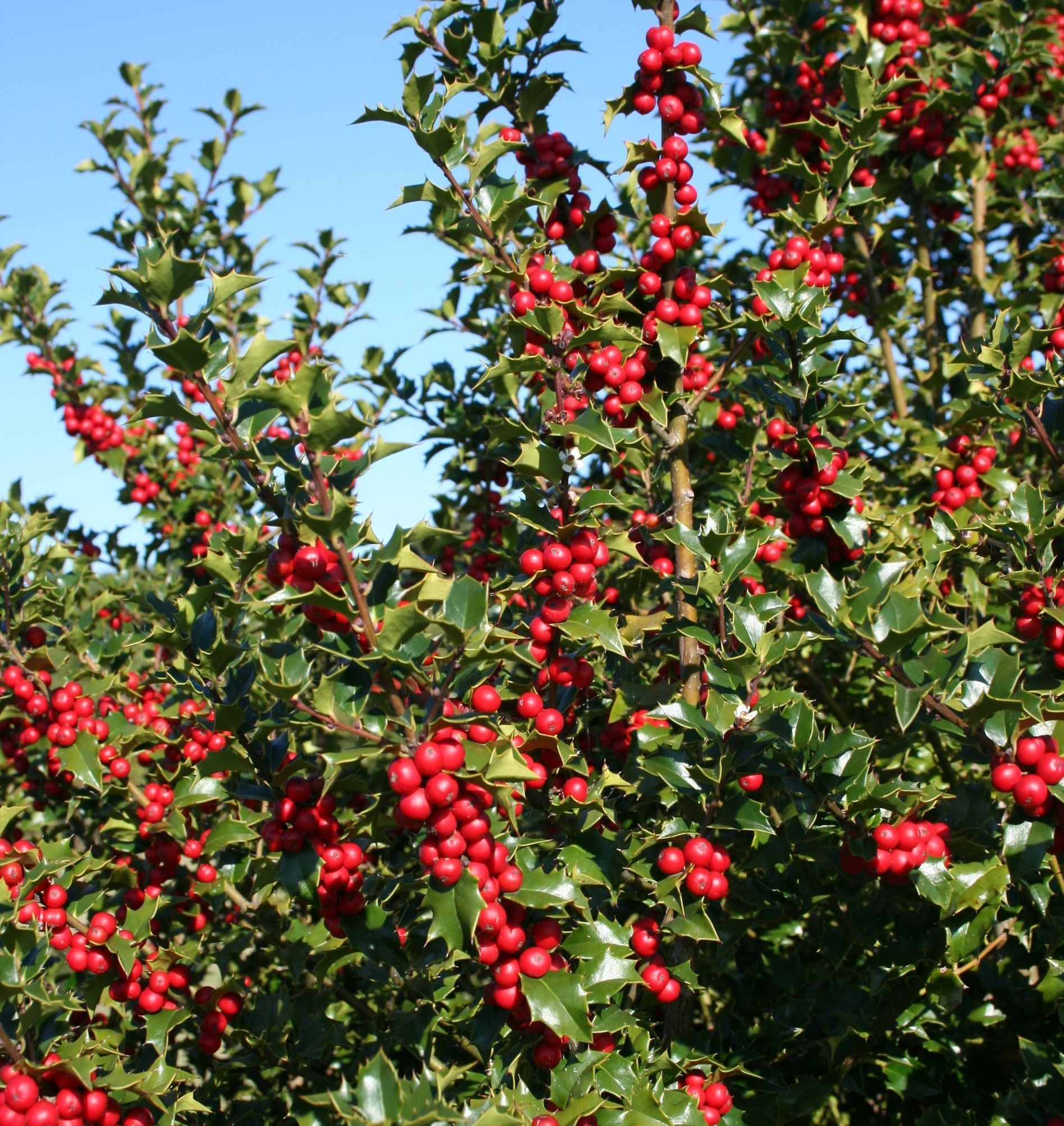 Red Beauty Holly bush shrub Ilex meserveae