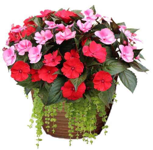 Purple Impatiens Sunpatiens Hanging Basket flowers for sale in Lebanon PA