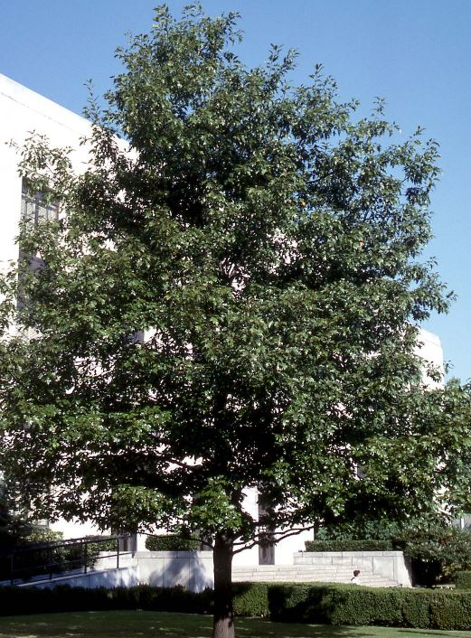 Quercus Red Oak Tree