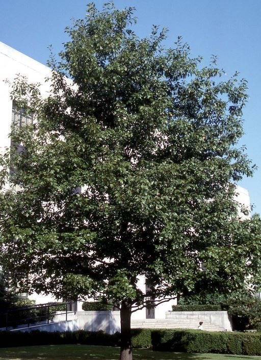 Quercus Red Oak Tree