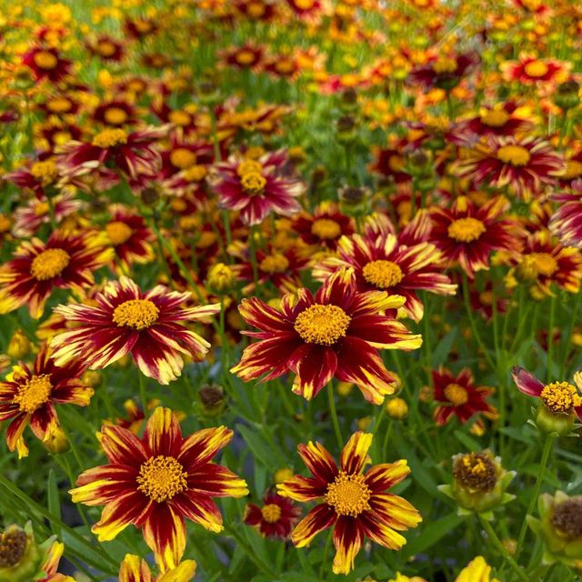 ●ANOETIC● FLOWER MIX CAP_YELLOW Superstar Coreopsis - Perennials - Nolt's Garden Center