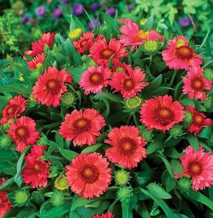 Gaillardia blanket flower perennials arizona red shades