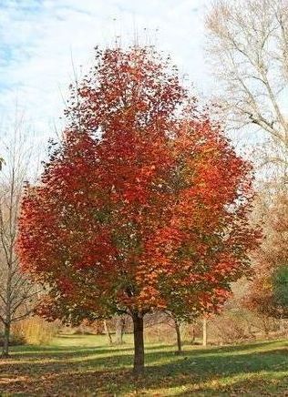 Acer October Glory Red Maple