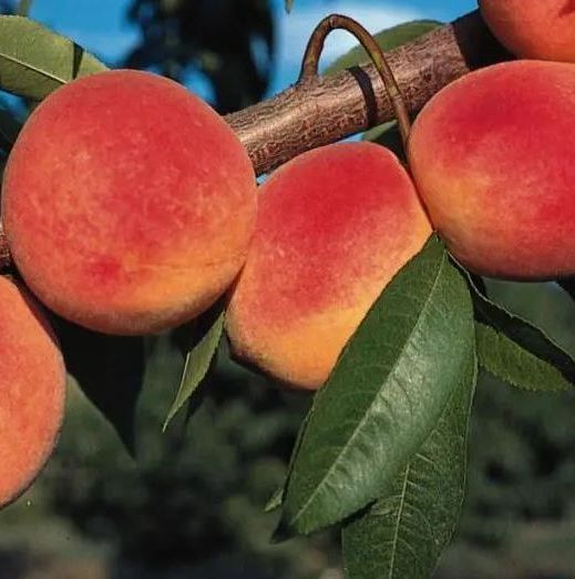 Redhaven Peach Tree Fruit Tree for sale in Lebanon