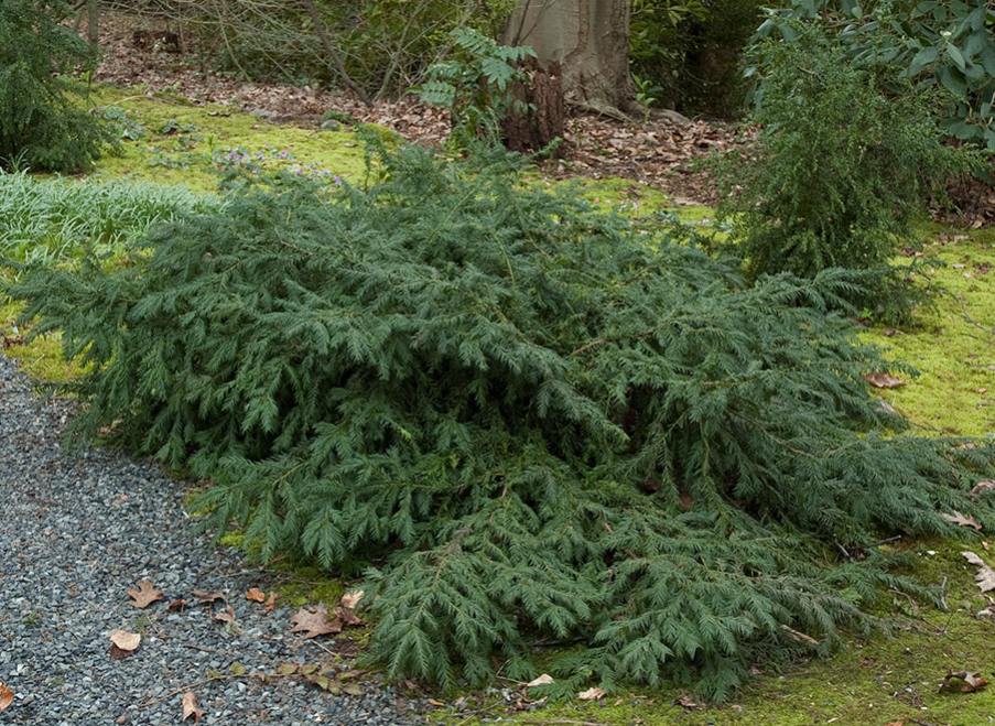 Repandens yew bush spreading shrub for sale lebanon pa