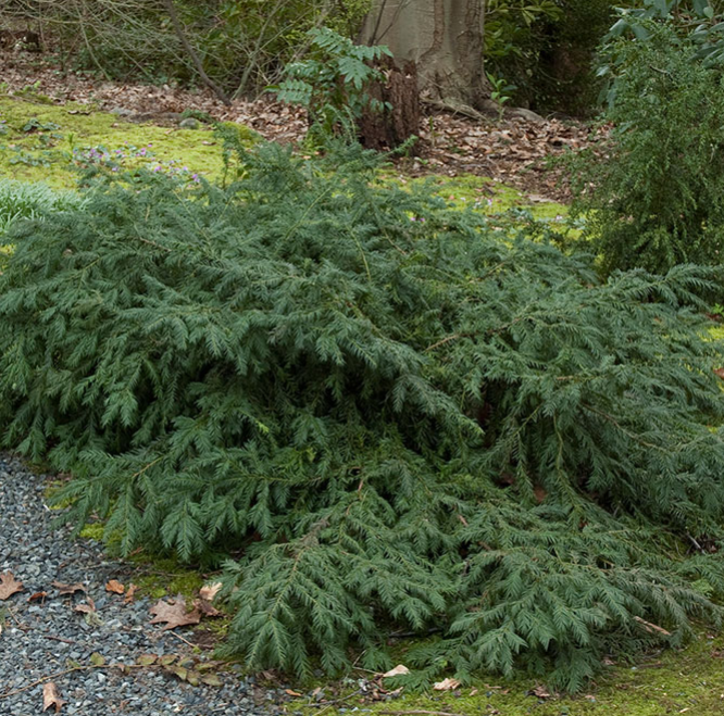 english yew Repandens bush spreading shrub for sale in Lebanon