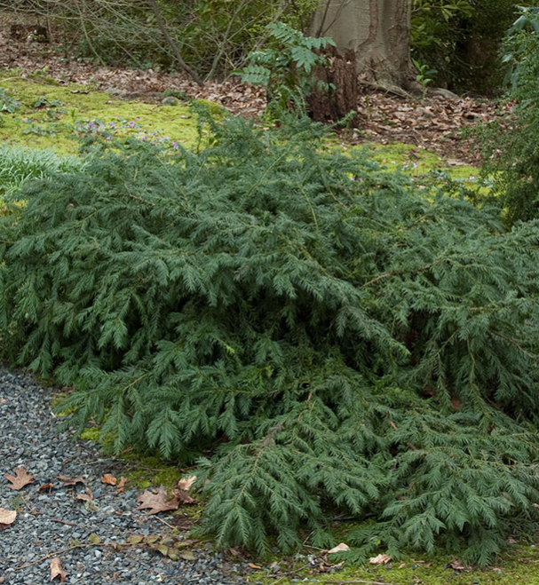 Repandens yew bush spreading shrub for sale lebanon pa