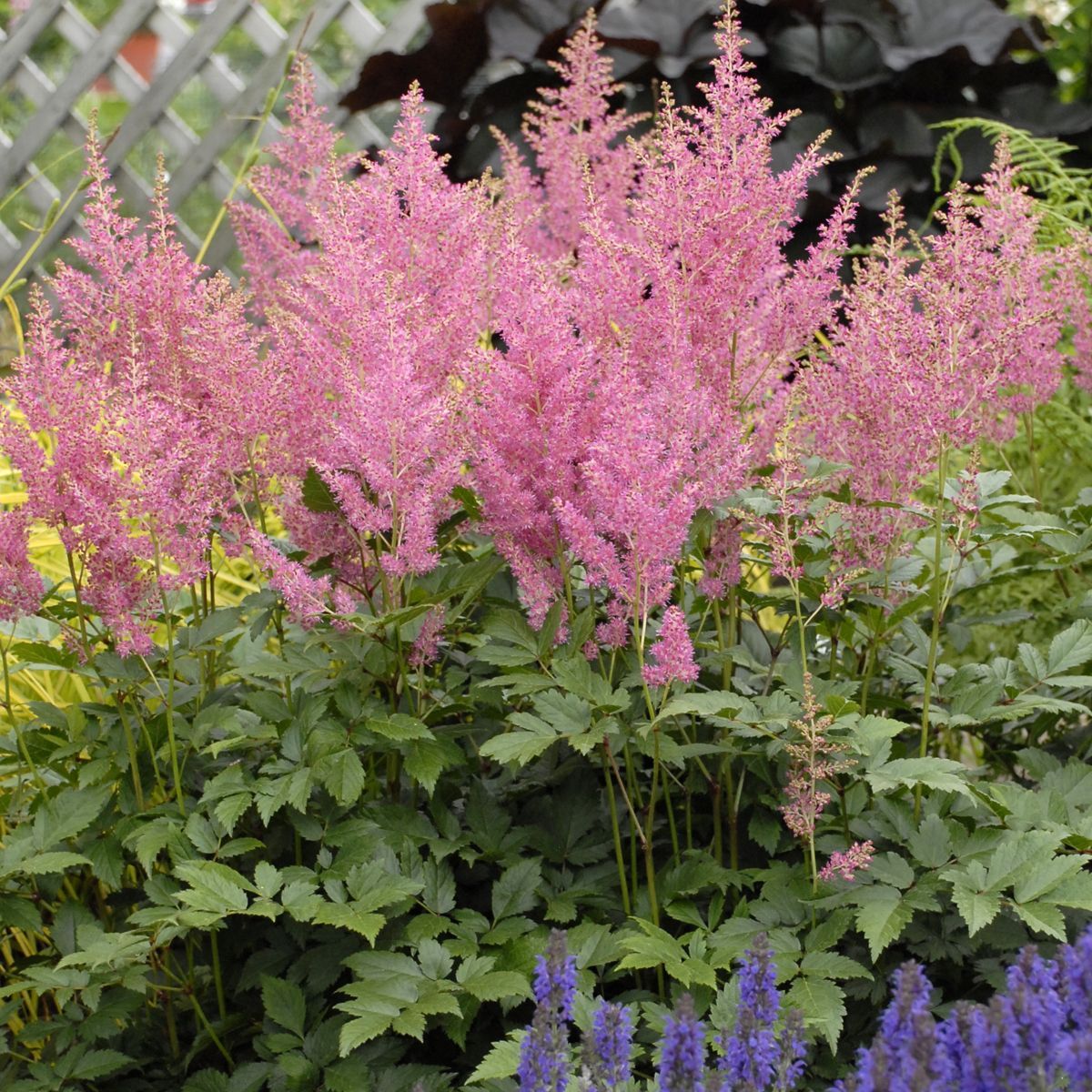 Rheinland Astilbe perennial for sale in Lebanon