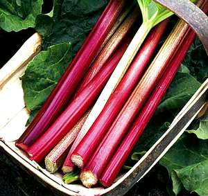 Canada Red Rhubarb Plants for sale in Lebanon