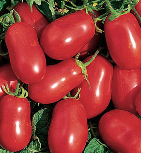 Paste Roma Tomato Plants for sale in Lebanon PA