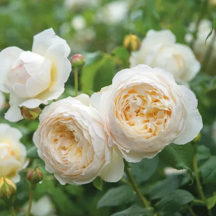 English Rose Claire Austin David Austin Rose shrub flowering bush for sale in Lebanon