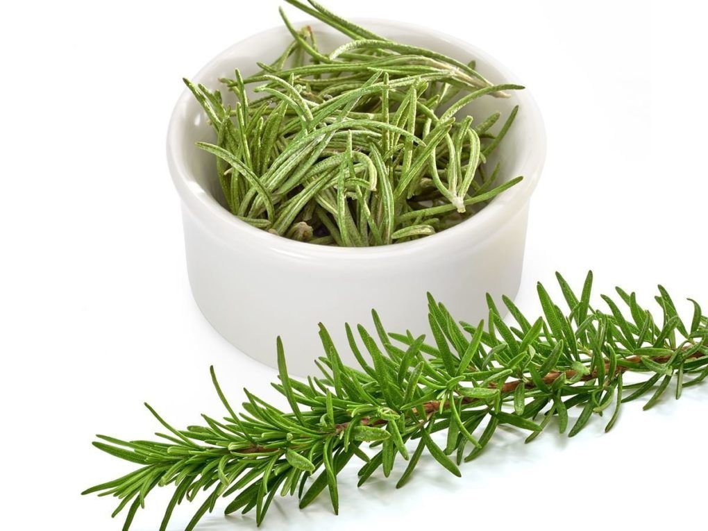 Rosemary Plants for mosquito repellent for sale in Lebanon PA