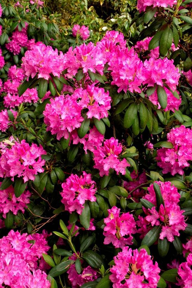 Roseum Elegans Rhododendron shrub flowering bush for sale in Lebanon