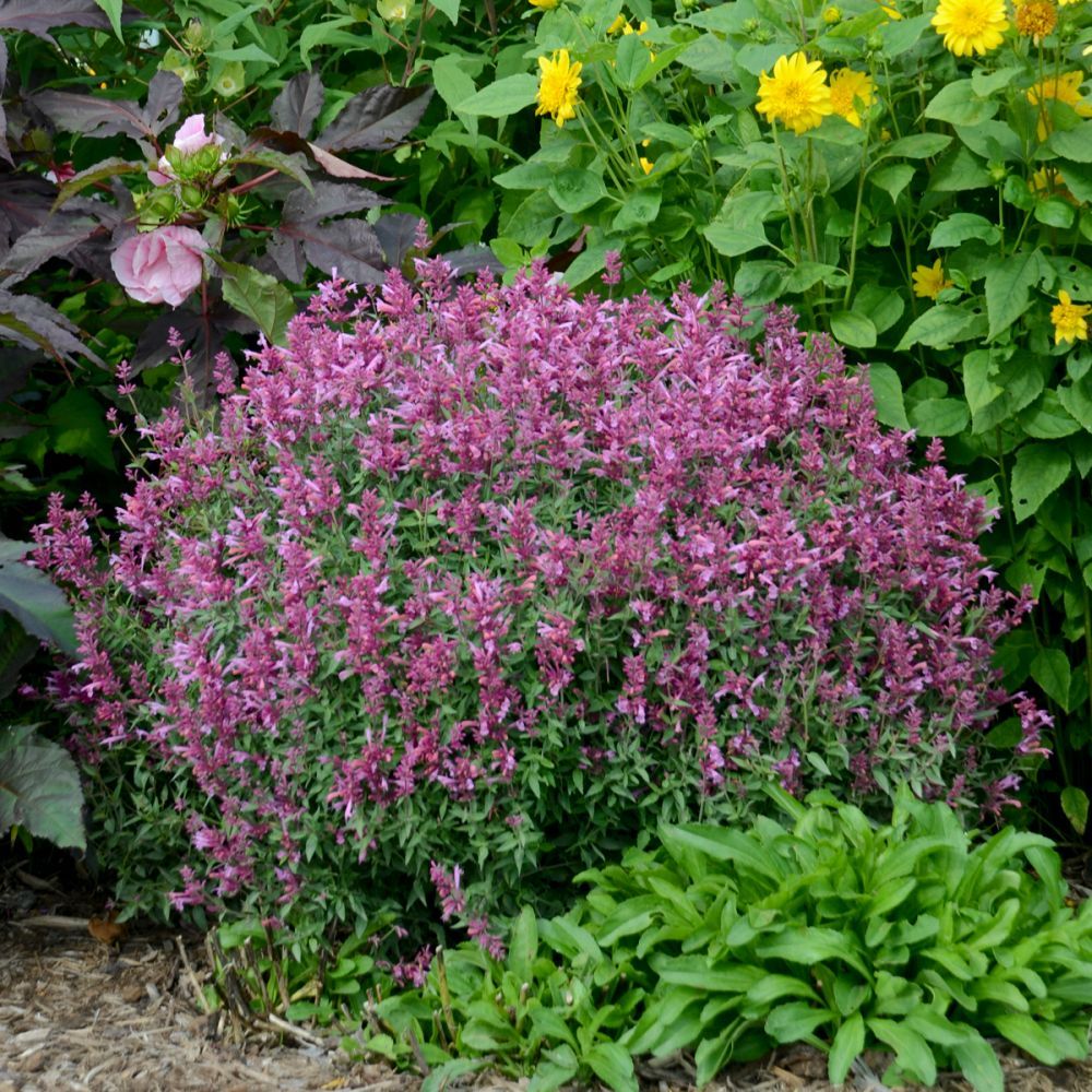 Agastache Rosie Posie Hummingbird Mint perennial for sale in Lebanon