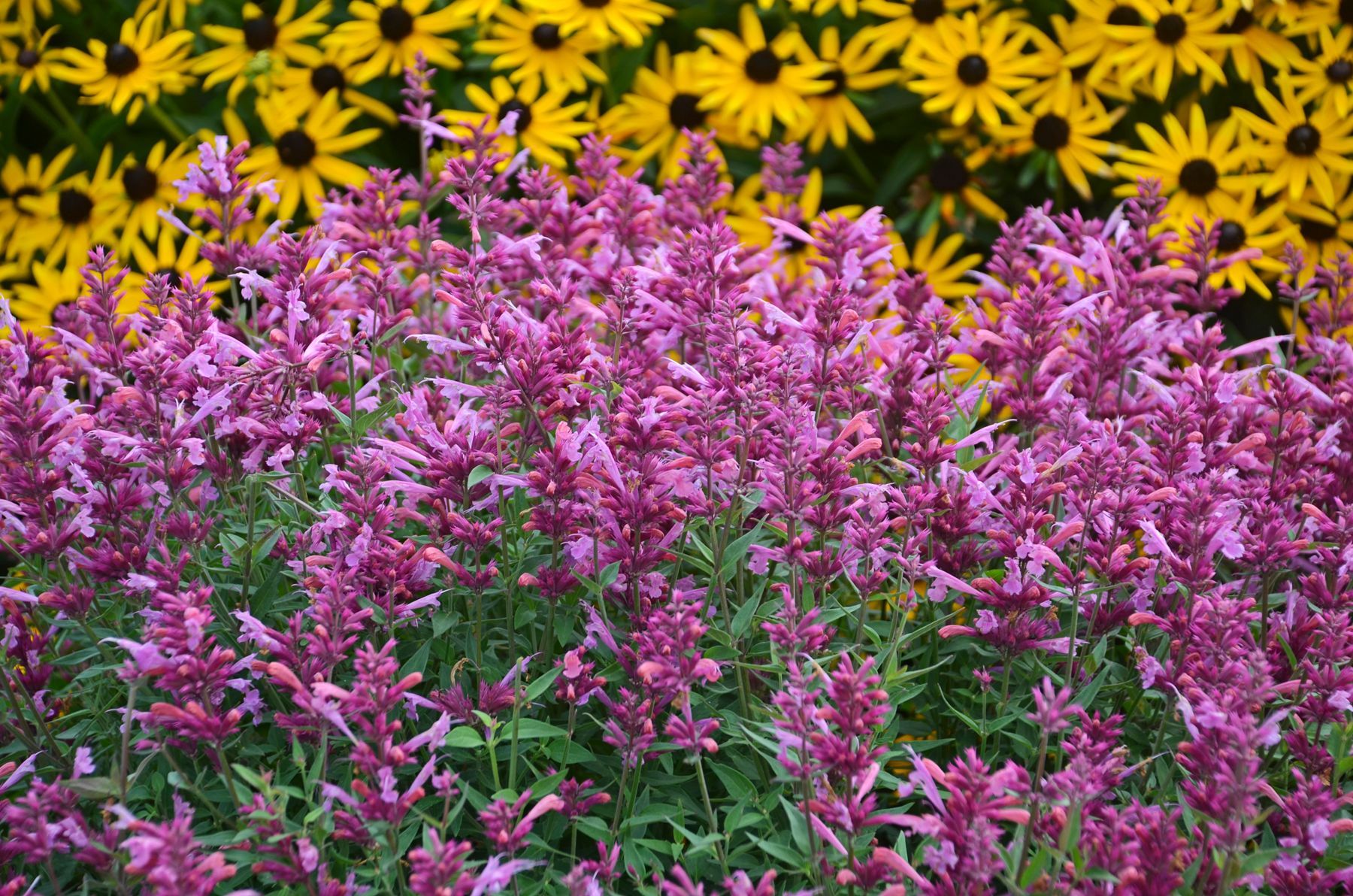 Agastache Rosie Posie Hummingbird Mint perennial for sale in Lebanon