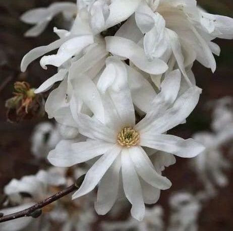 Royal Star Magnolia Tree