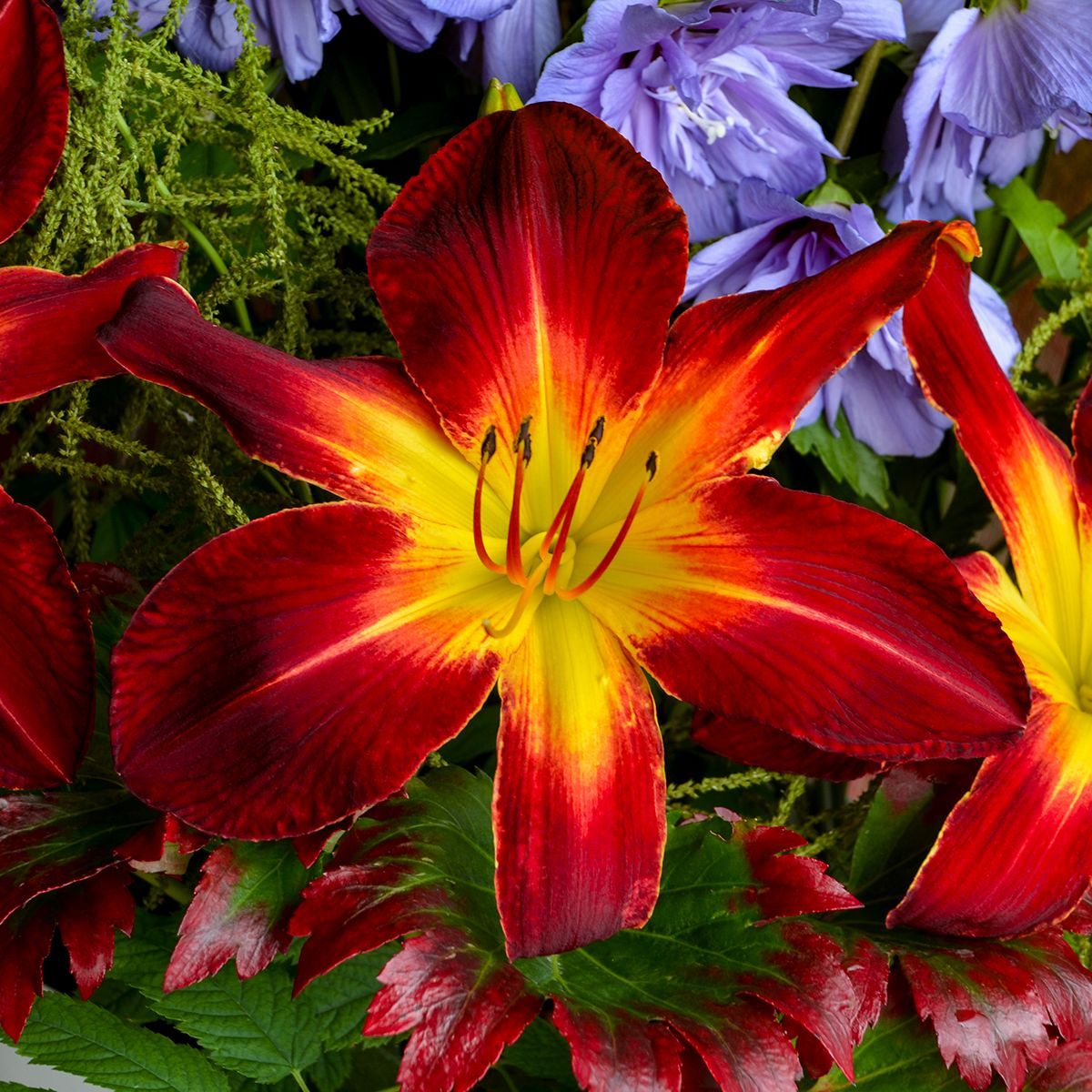 Hemerocallis Ruby Spider Daylily perennial for sale in Lebanon