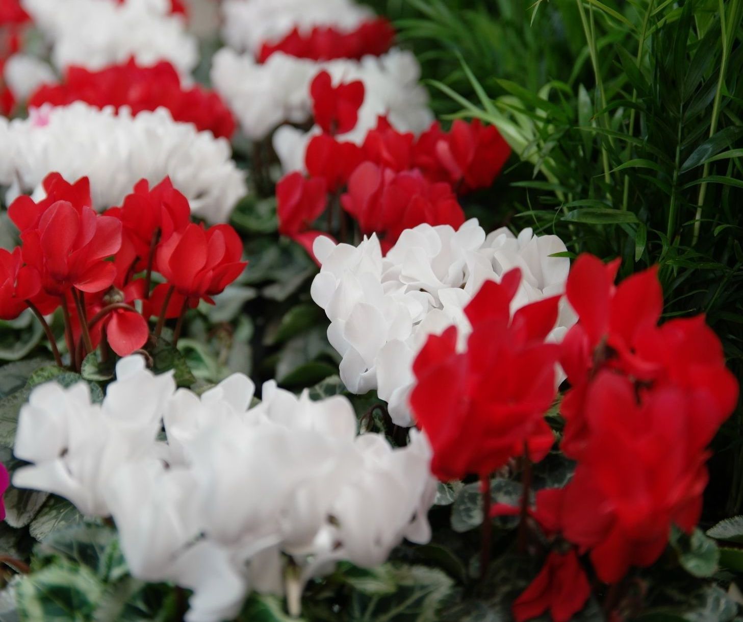 Poinsettias red white