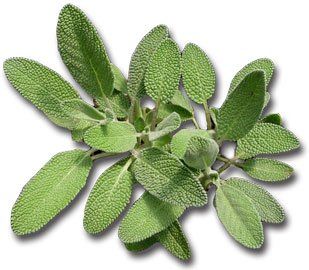 Sage Plants for sale in Lebanon PA
