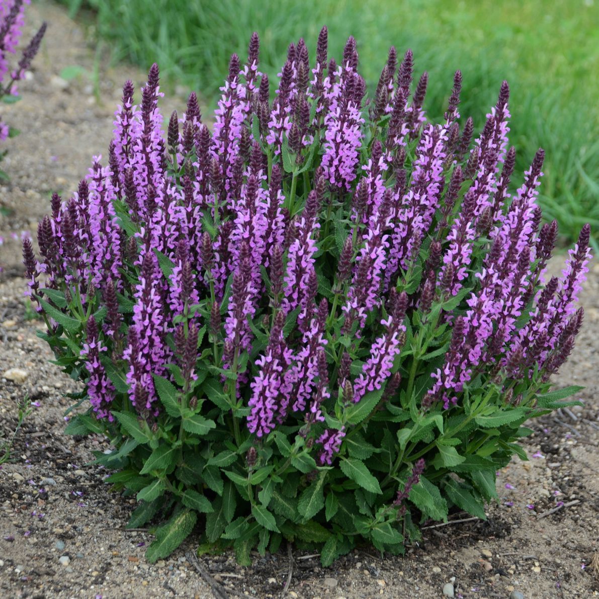 Pink Profusion Salvia perennial for sale in Lebanon