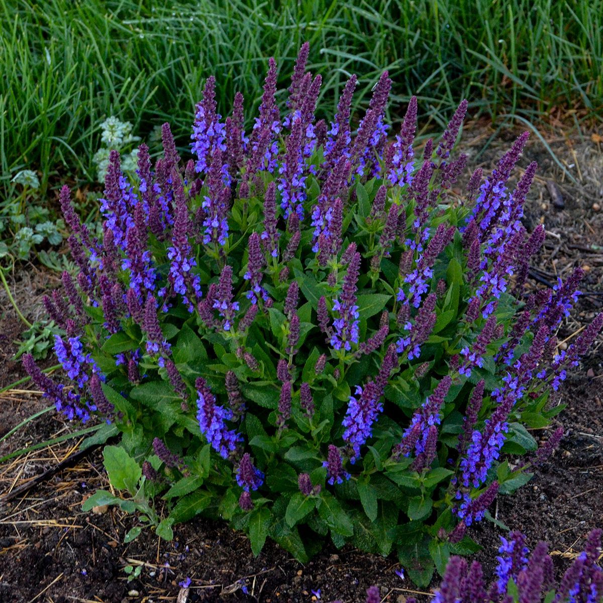 Violet Profusion Salvia perennial for sale in Lebanon