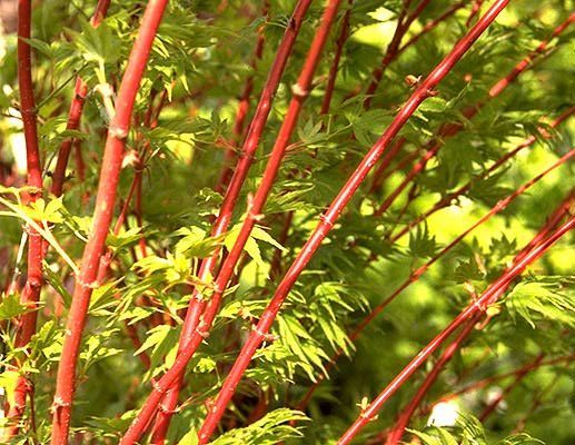 Acer palmatum Sango kaku Coral Bark Japanese Maple Tree for sale in Lebanon