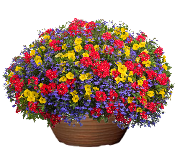 Plum Crazy Petunia hanging basket flower mix for sale in Lebanon PA