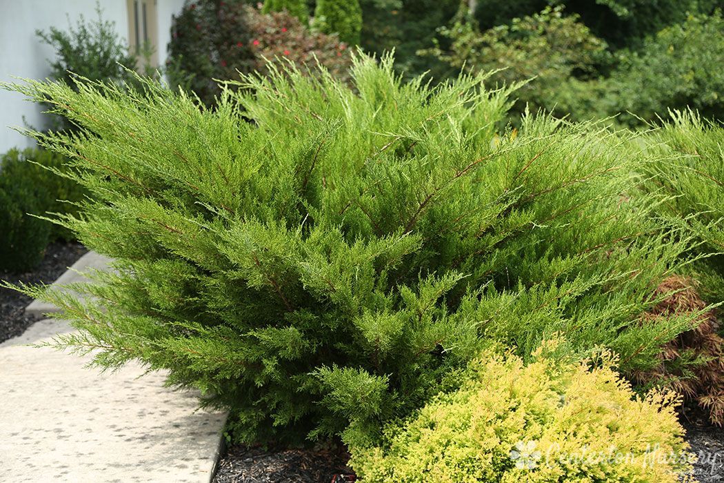 Sea Green Juniper | Evergreens | Nolt’s Garden Center