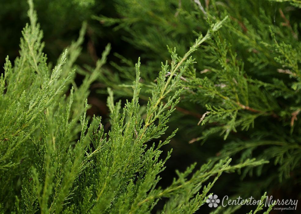 Juniperus pfitzeriana Sea Green Juniper shrub evergreen bush for sale in Lebanon