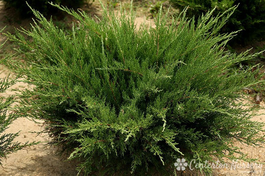 Juniperus pfitzeriana Sea Green Juniper shrub evergreen bush for sale in Lebanon