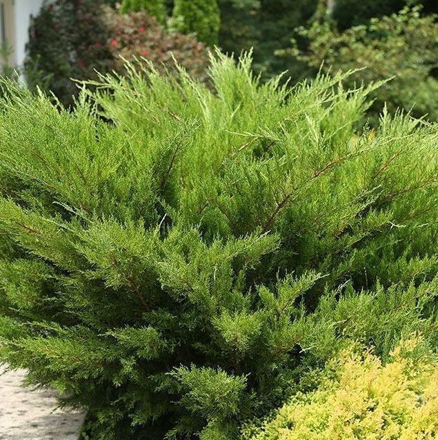 Sea Green Juniper Shrub Juniperus bush