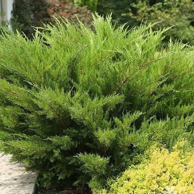 Juniperus horizontalis 'Gold Strike' - Iseli Nursery