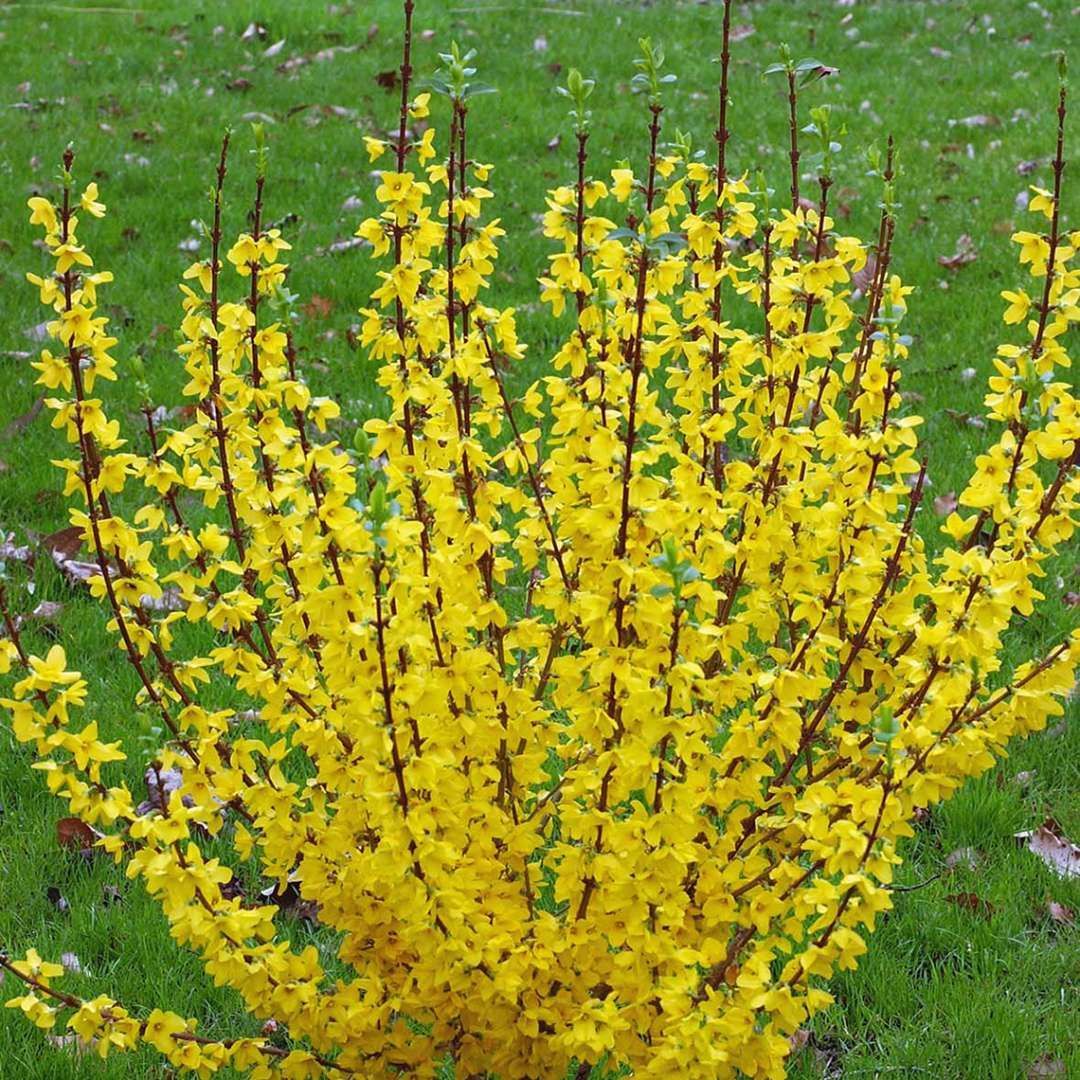 Show Off Forsythia shrub flowering bush for sale in Lebanon