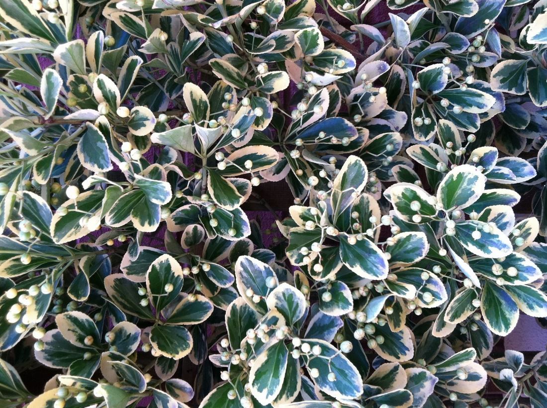 silver king euonymus shrub evergreen bush for sale in Lebanon 