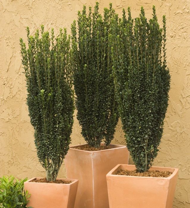 Helleri Holly - Evergreens - Nolt's Garden Center