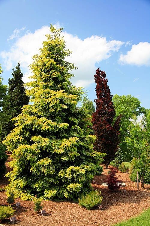 Picea orientalis Skylands Spruce shrub evergreen bush for sale in Lebanon