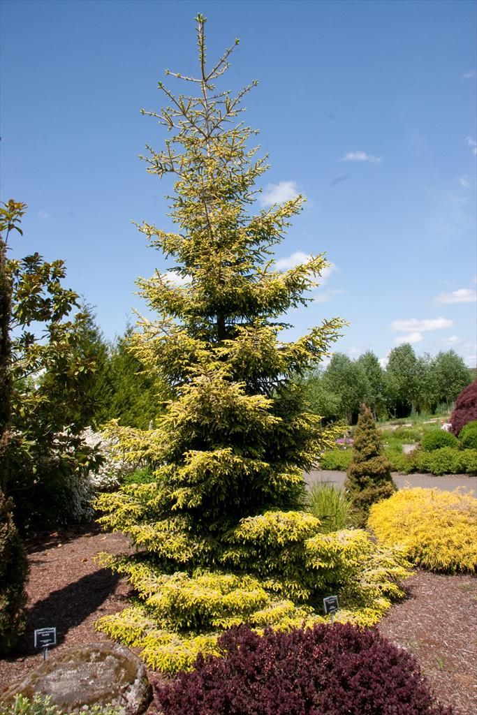 Picea orientalis Skylands Spruce shrub evergreen bush for sale in Lebanon