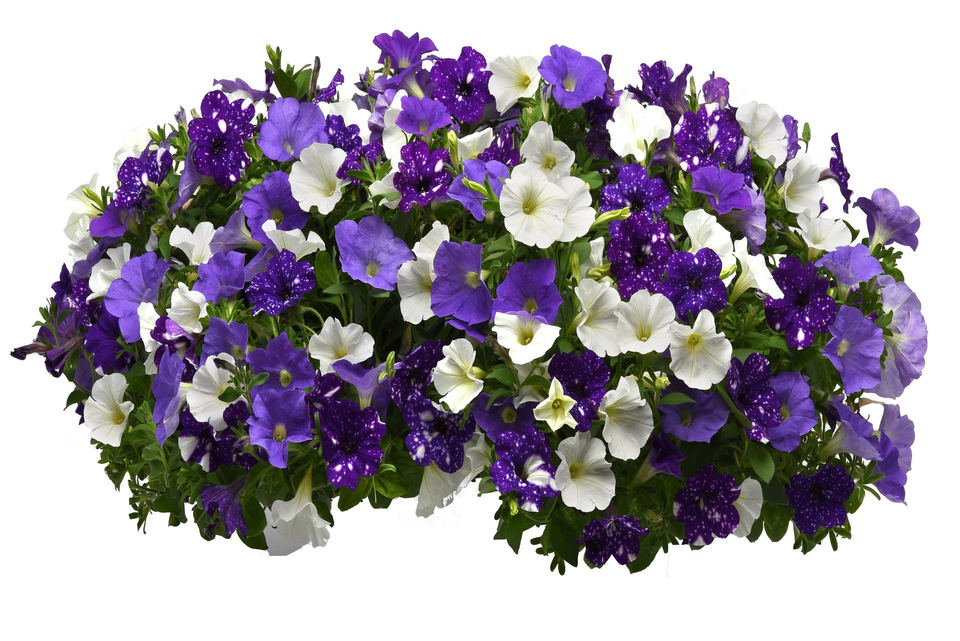Petunia Mix Hanging Basket Flowers for sale in Lebanon PA