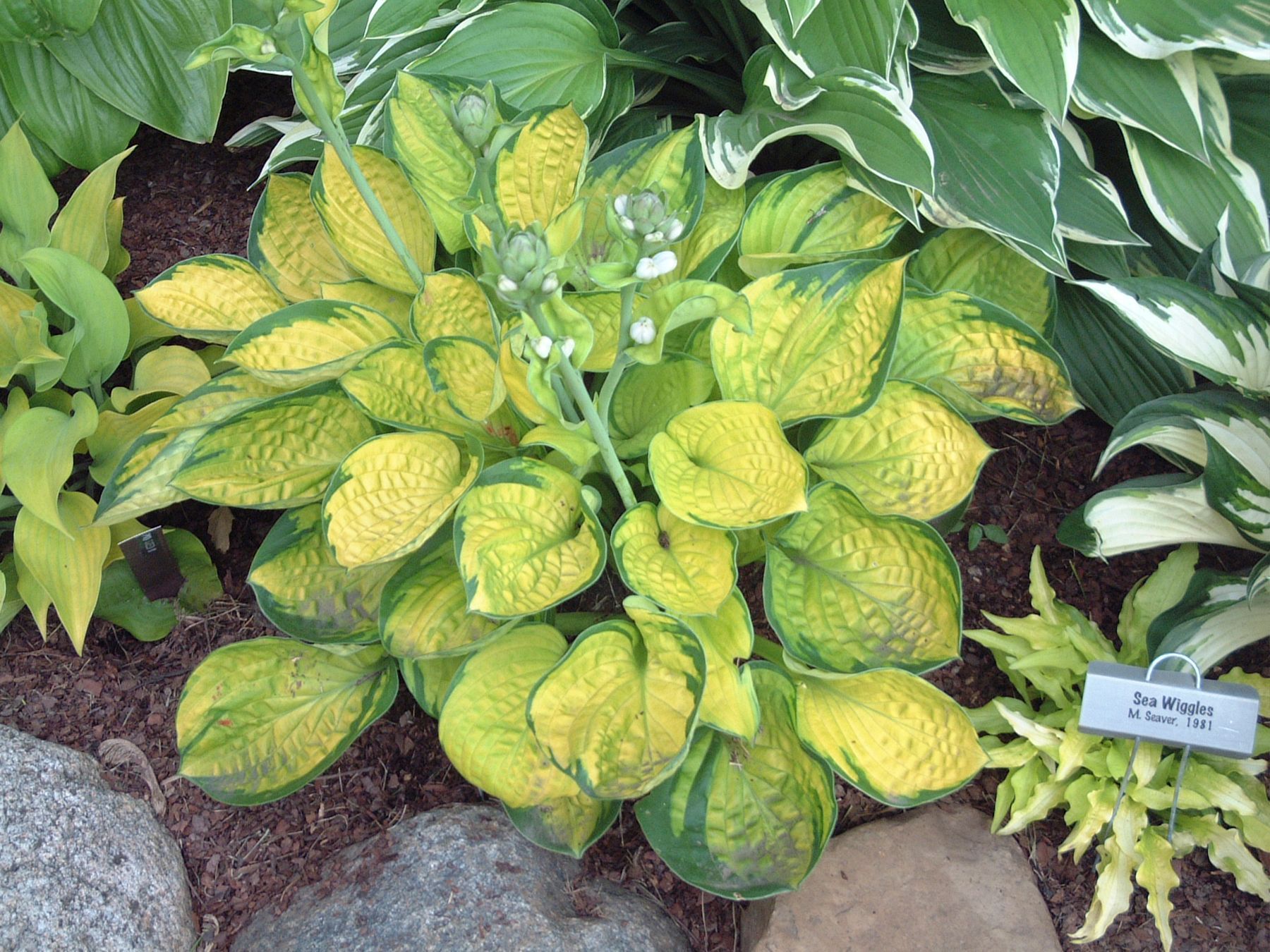 Rainforest Sunrise Hosta small perennial for sale in Lebanon