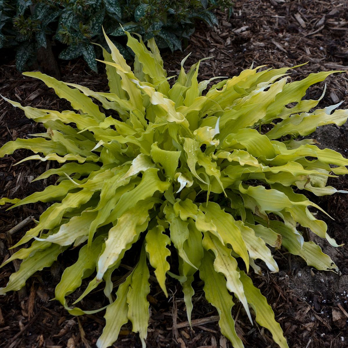 Wiggles &  Squiggles Hosta small perennial for sale in Lebanon