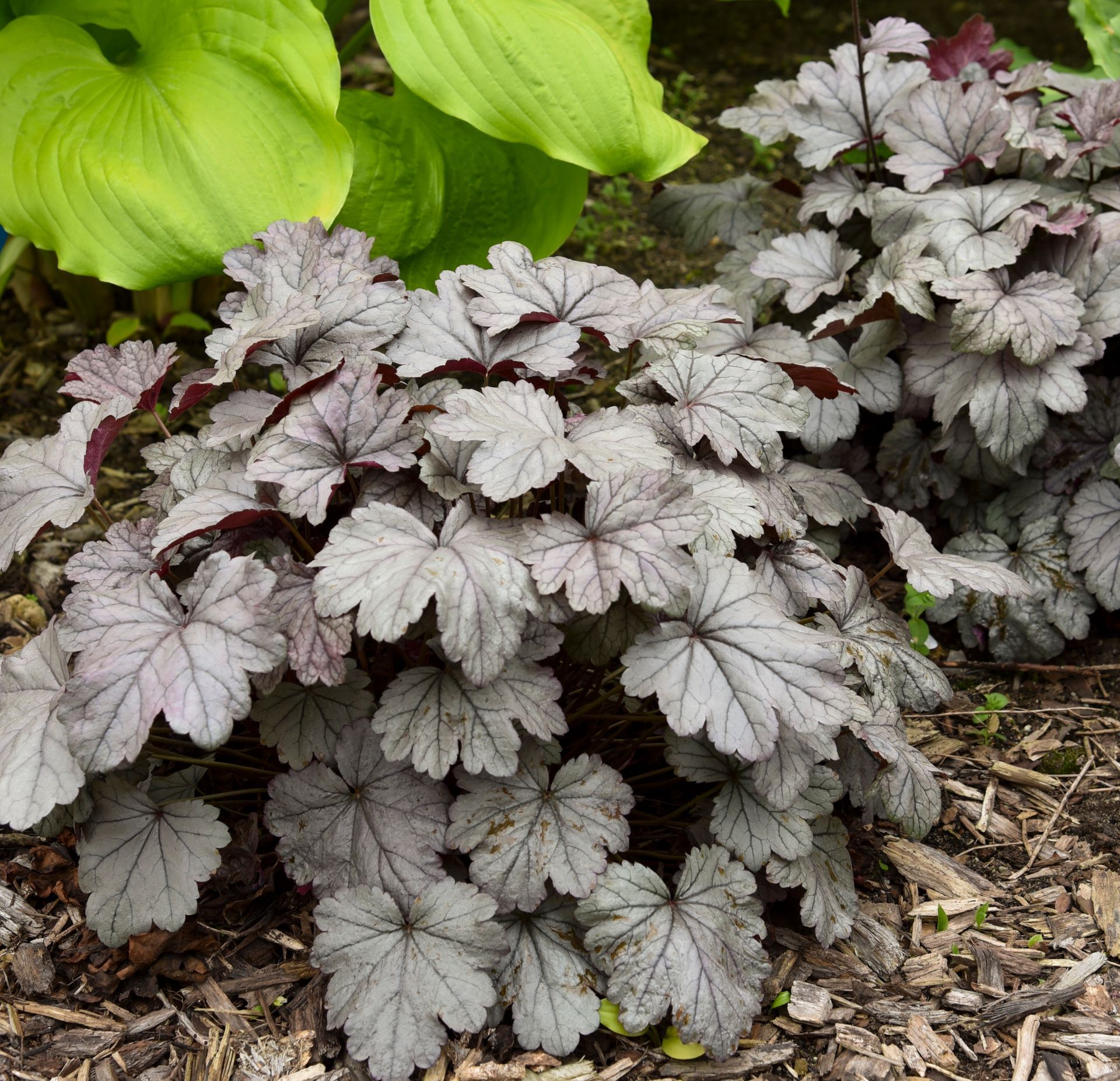 Heuchera Smoke and Mirrors Coral Bells perennial for sale in Lebanon