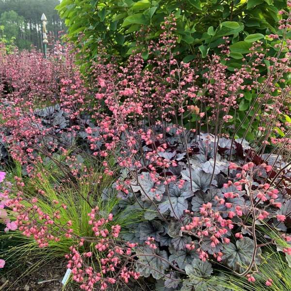 Heuchera Smoke and Mirrors Coral Bells perennial for sale in Lebanon