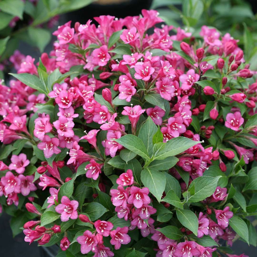 Dark Pink Snippet Weigela shrub flowering bush for sale in Lebanon