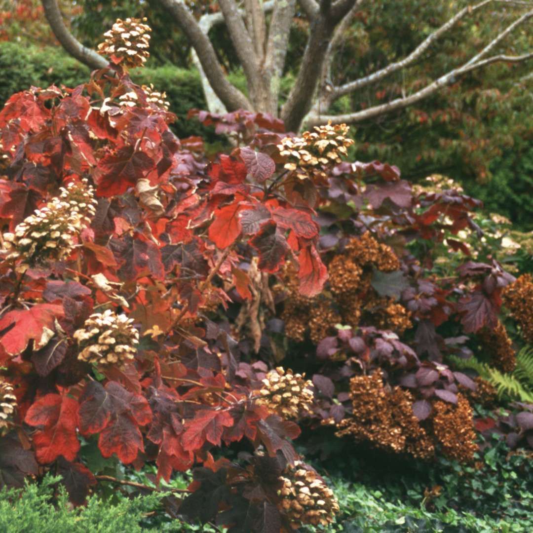 Snow Queen Flowering Shrubs Nolt’s Garden Center