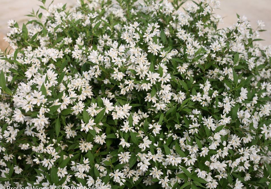 Yuki Snowflake Deutzia Shrub flowering bush for sale in Lebanon