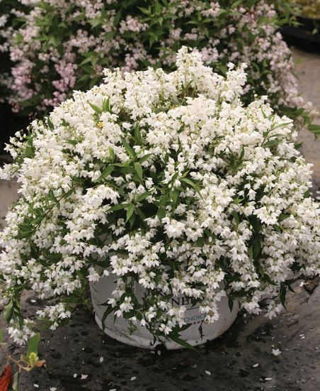 Yuki Snowflake Deutzia Shrub flowering bush for sale in Lebanon