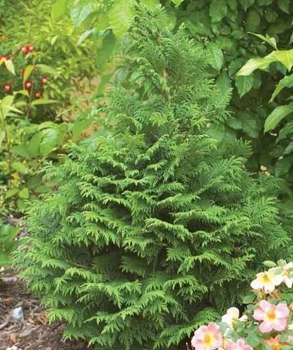 Chamaecyparis Soft Serve Cypress