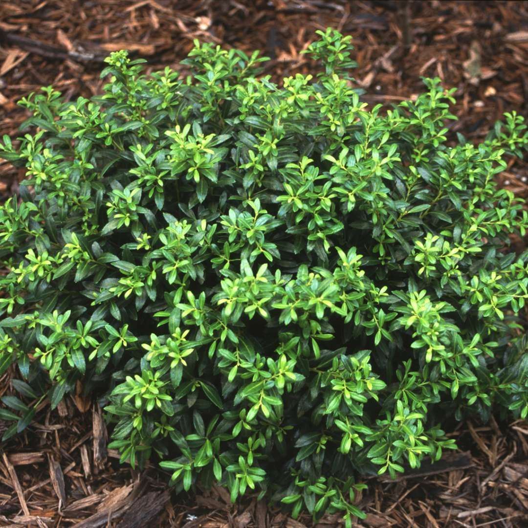 Ilex crenata Soft Touch Holly shrub japanese evergreen bush for sale in Lebanon