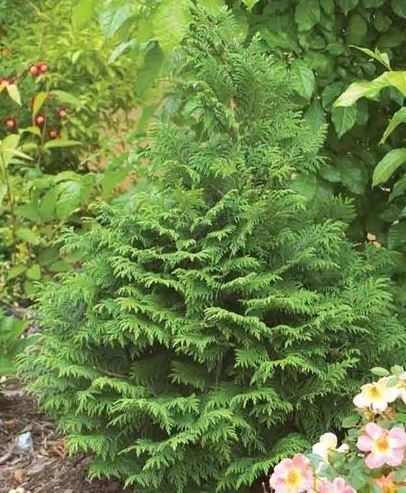 Chamaecyparis Soft Serve Cypress